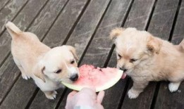 吃瓜娱乐酱小狗,揭秘娱乐圈萌宠背后的故事