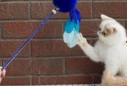 娱乐吃瓜君猫猫生日歌