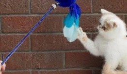 娱乐吃瓜君猫猫生日歌