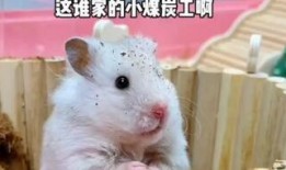 娱乐吃瓜酱鼠,揭秘娱乐圈那些不为人知的幕后故事