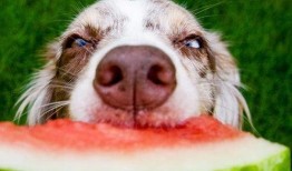 吃瓜娱乐酱小狗,揭秘娱乐圈萌宠背后的故事