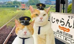 娱乐吃瓜喵a,揭秘娱乐圈那些不为人知的幕后故事