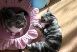 娱乐吃瓜喵a,揭秘娱乐圈那些不为人知的幕后故事