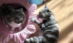 娱乐吃瓜喵a,揭秘娱乐圈那些不为人知的幕后故事